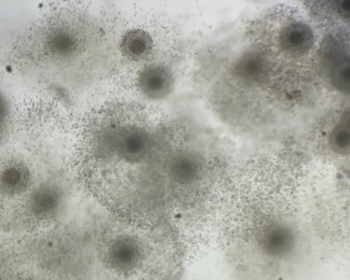 WhatsApp Image 2024-12-04 at 10.58.16 (1)